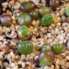 18Pcs A Set Conophytum Genus seed