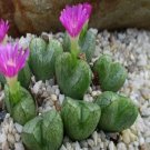 18Pcs A Set conophytum hybrid ectypum brownii x bilobum seed