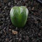 18Pcs A Set Conophytum mabel's MILKMAN seed