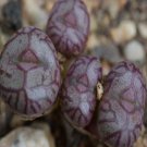 18Pcs A Set Conophytum marnerianum X marnerianum F2 seed