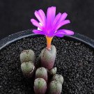 18Pcs A Set Conophytum minusculum paucilineatum seed