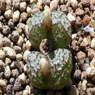 18Pcs A Set Conophytum Obcordellum lambertense conspicuum seed