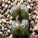 18Pcs A Set Conophytum Obcordellum Lambertense SB626 seed