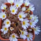18Pcs A Set conophytum pellucidum noehallii sb628 seed
