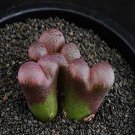 18Pcs A Set Conophytum pellucidum pardicolor seed
