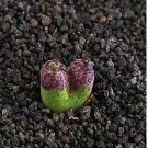 18Pcs A Set Conophytum pellucidum zhuihua seed
