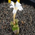 18Pcs A Set Conophytum reconditum SB1317 seed