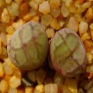 18Pcs A Set conophytum sh451 seed