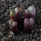 18Pcs A Set c.conophytum varians seed Ngryise