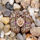 18Pcs A Set c.conspicuum seed Ngryise