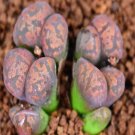 18Pcs A Set c.cupreatum seed Ngryise