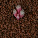 18Pcs A Set c.minusculum seed Ngryise