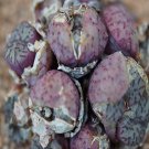 18Pcs A Set conophytum CS36 seed Ngryise