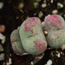 18Pcs A Set conophytum w36 seed Ngryise