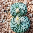 18Pcs A Set few stock green potted conophytum seed Ngryise