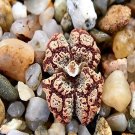 18Pcs A Set an Conophytum pellucidum v.terricolor seed Ngryise
