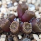 18Pcs A Set Arm735a conophytum seed Ngryise