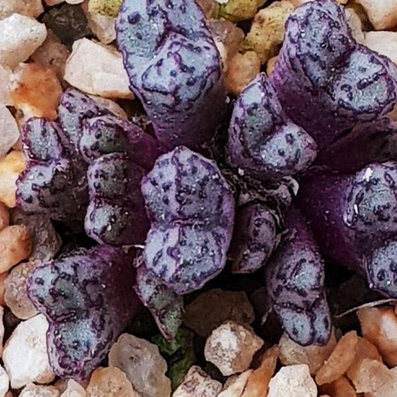 18Pcs A Set ARM1052 conophytum seed Ngryise