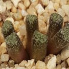 18Pcs A Set arm1254 conophytum seed Ngryise