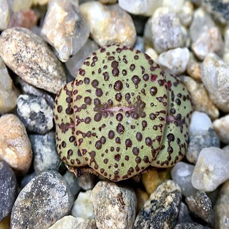 18Pcs A Set brown potted Conophytum obcordellum seed Ngryise