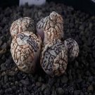 18Pcs A Set C.wittebergense RR714 D-type seed Ngryise