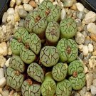 18Pcs A Set Conophytum cv.anxiuji seed Ngryise