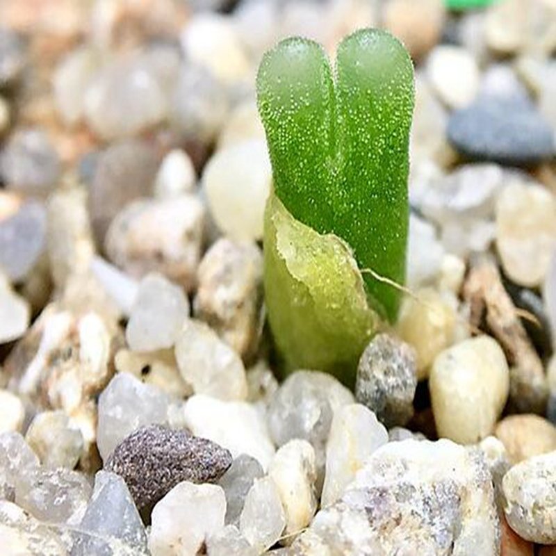 18Pcs A Set Conophytum devium ssp. stiriiferum seed Ngryise