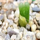 18Pcs A Set Conophytum devium ssp. stiriiferum seed Ngryise