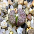 18Pcs A Set Conophytum ectypum ssp.-2 seed Ngryise