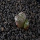 18Pcs A Set Conophytum luckhoffii ARH608 seed Ngryise