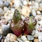 18Pcs A Set Conophytum luckhoffii ARM 460B Leeuvlak seed Ngryise