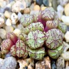 18Pcs A Set Conophytum obcordellum ssp. rolfii RR1003 seed Ngryise