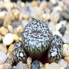 18Pcs A Set Conophytum obcordellum ursprungianum v.stayneri RR992 seed Ngryise