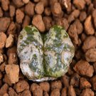 18Pcs A Set Conophytum pellucidum terricolor green seed Ngryise