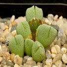 18Pcs A Set Conophytum quaesitum Lorelei seed Ngryise