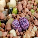 18Pcs A Set Conophytum swanepoelianum rubrolineatum seed Ngryise