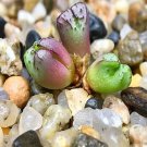 18Pcs A Set Conophytum tantillum ssp. Helenae SB789 seed Ngryise
