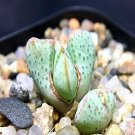 18Pcs A Set Conophytum taylorianum ssp.ernianum seed Ngryise