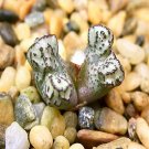 18Pcs A Set Conophytum turrigerum EVJ S.N-2 seed Ngryise