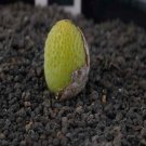 18Pcs A Set Conophytum vanheerdei Kangnus seed Ngryise