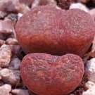 18Pcs A Set dark red few stock conophytum seed Ngryise