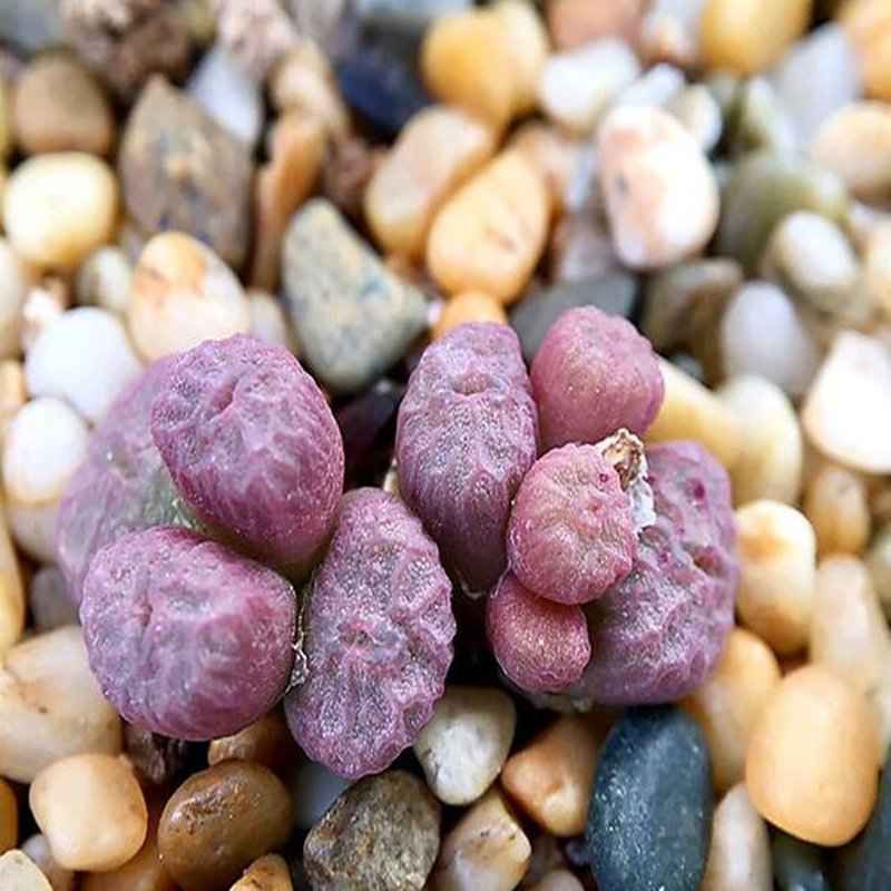 18Pcs A Set purple Conophytum ectypum ssp seed Ngryise