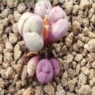 18Pcs A Set purple conophytum pagaea seed Ngryise