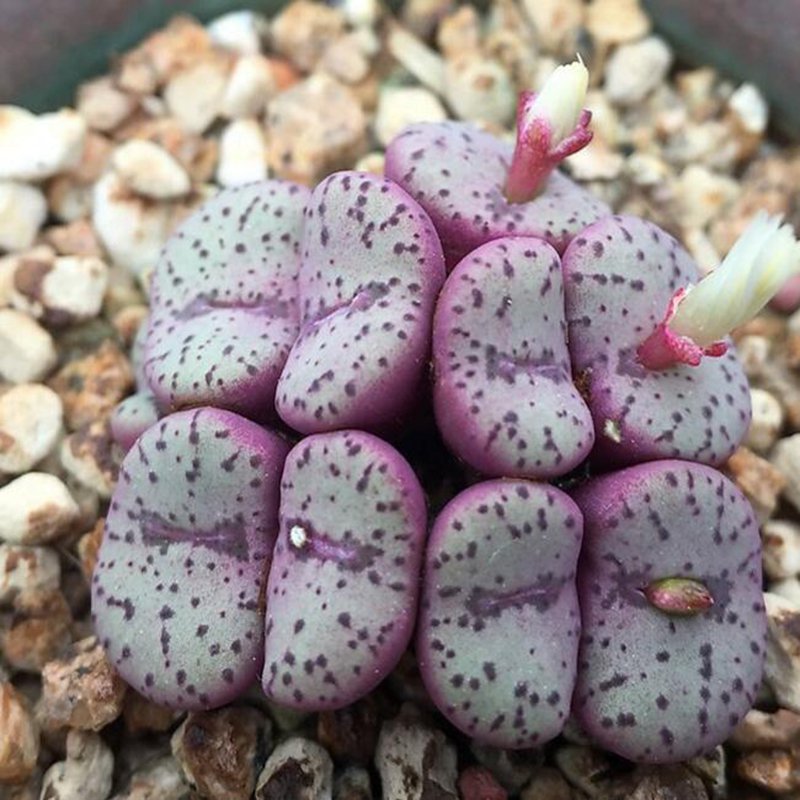 18Pcs A Set purple edge conophytum seed Ngryise