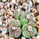 18Pcs A Set xiu Conophytum pellucidum v.neohallii seed Ngryise