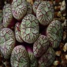 18Pcs A Set y15 Conophytum Wittebergense seed Ngryise