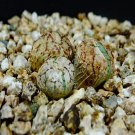 18Pcs A Set zhuihuale Conophytum Wittebergense seed Ngryise