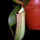 25Pcs A Set N.albomarginata x veitchii seed Ngryise