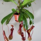 25Pcs A Set Nepenthes  ventricosa seed Ngryise