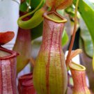 25Pcs A Set Nepenthes alata seed Ngryise